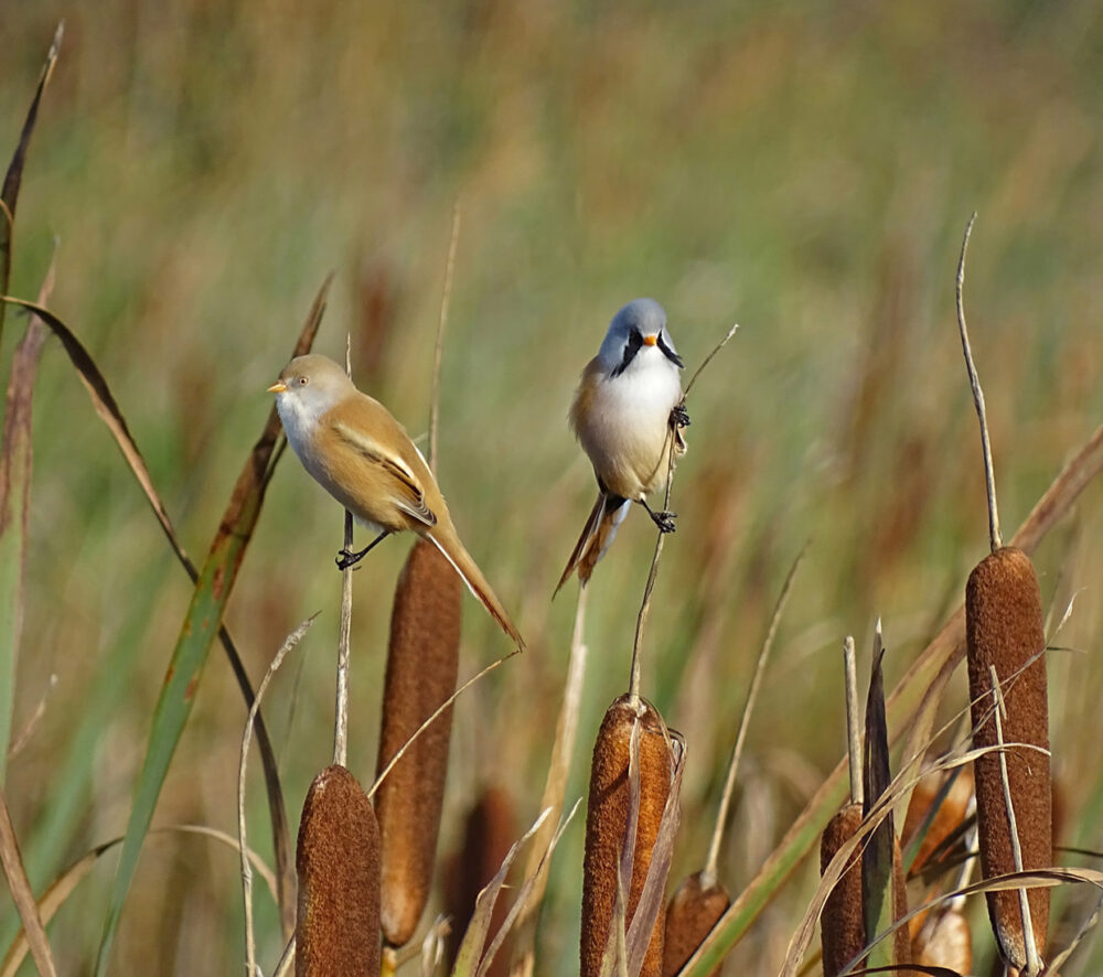 Baardmannetjes in de Onlanden