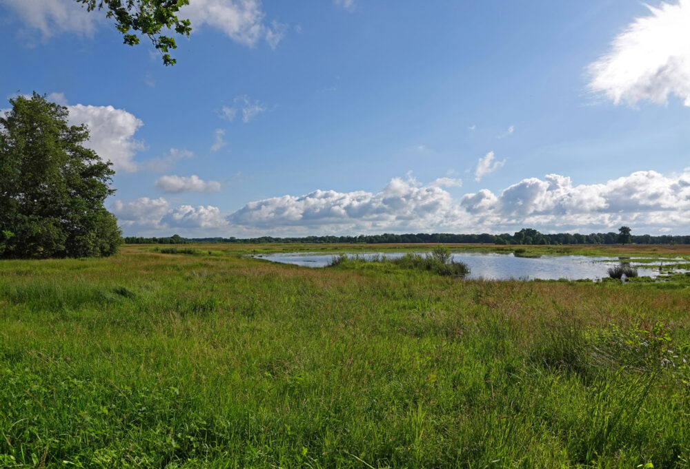 Balloërveld