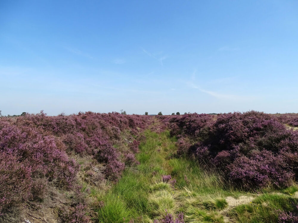 Balloërveld