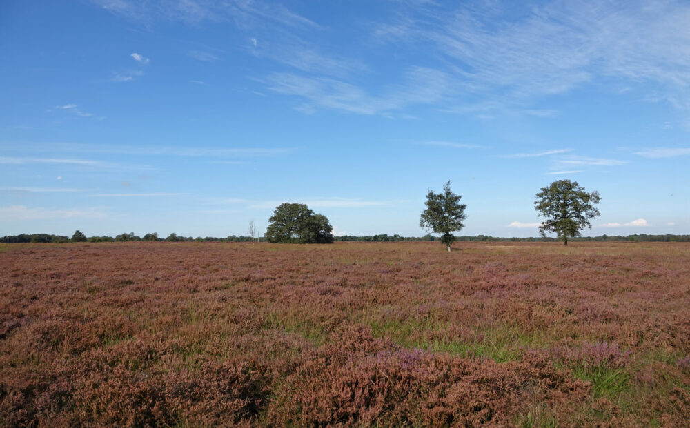 Balloërveld
