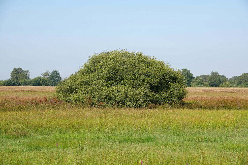 Balloërveld