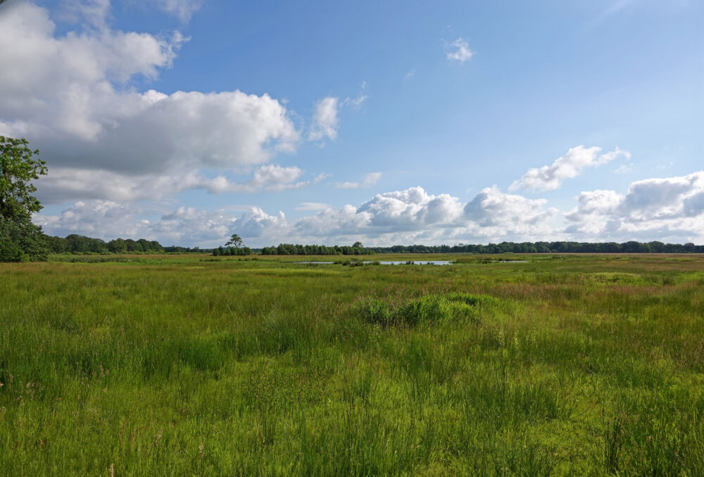 Balloërveld