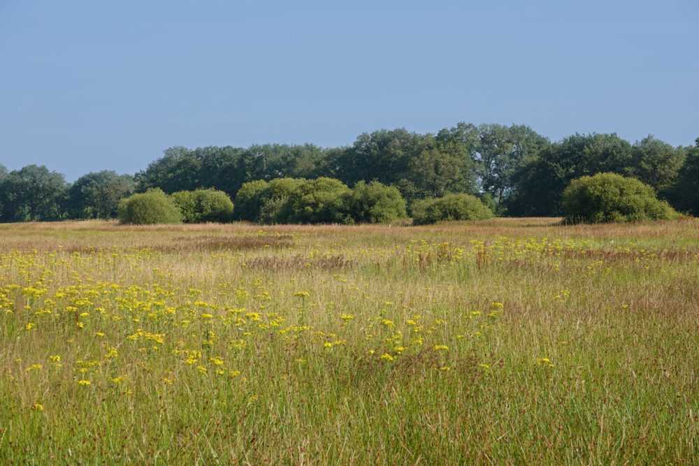 Balloërveld