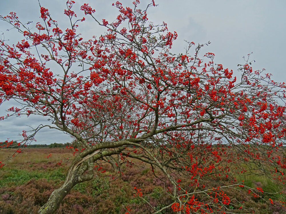 Balloërveld najaar