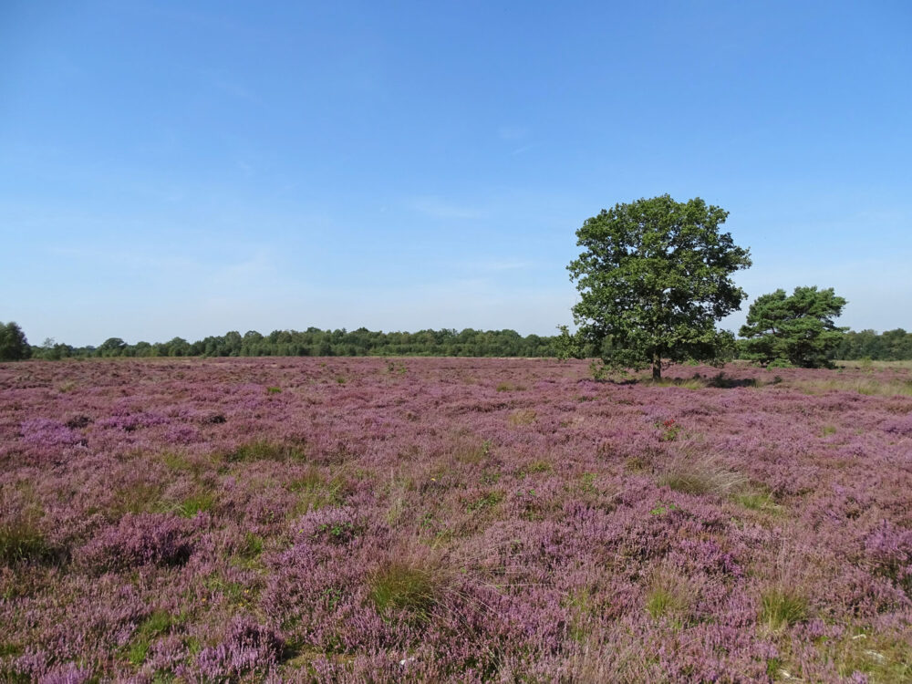Balloërveld