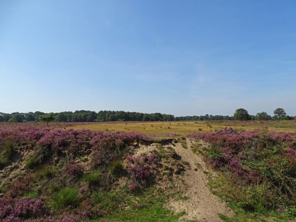 Balloërveld