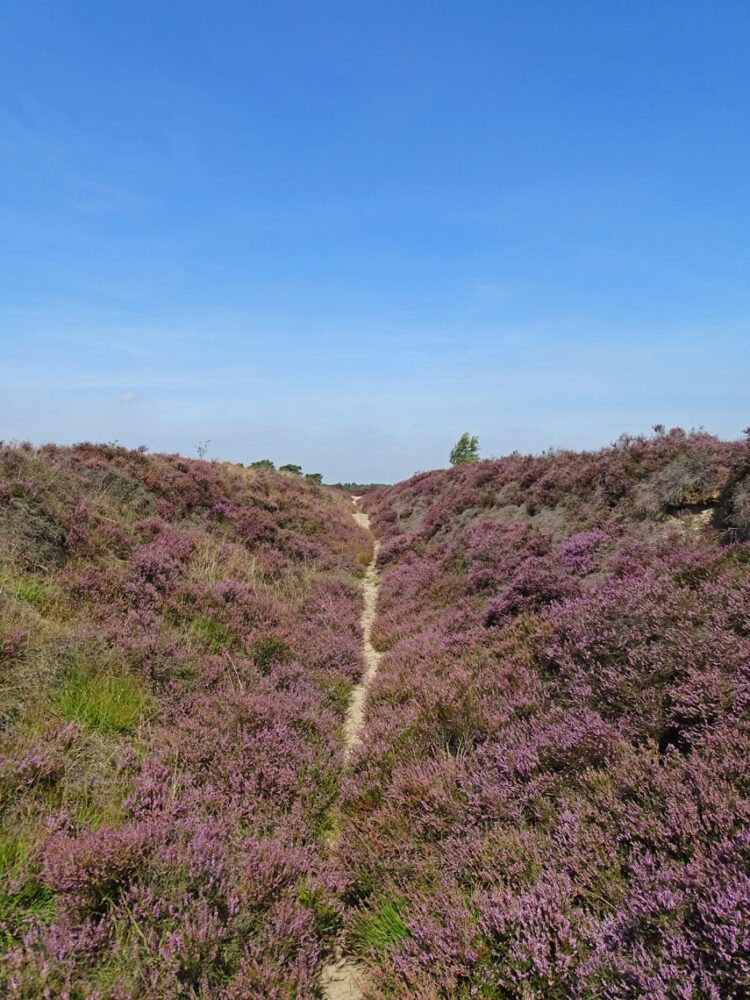 Balloërveld