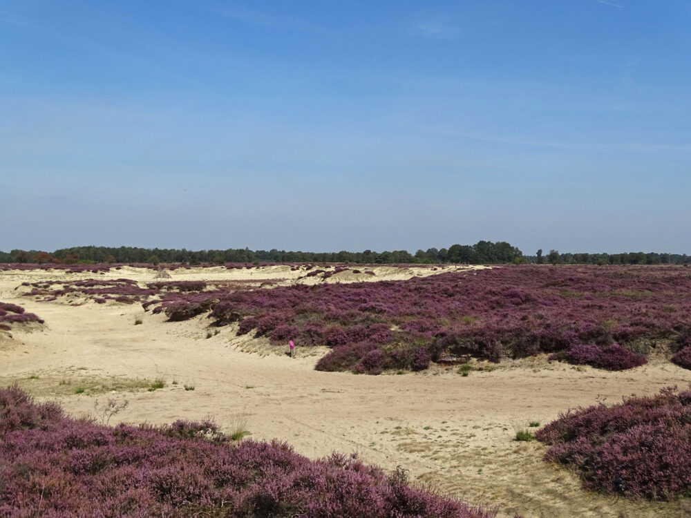 Balloërveld