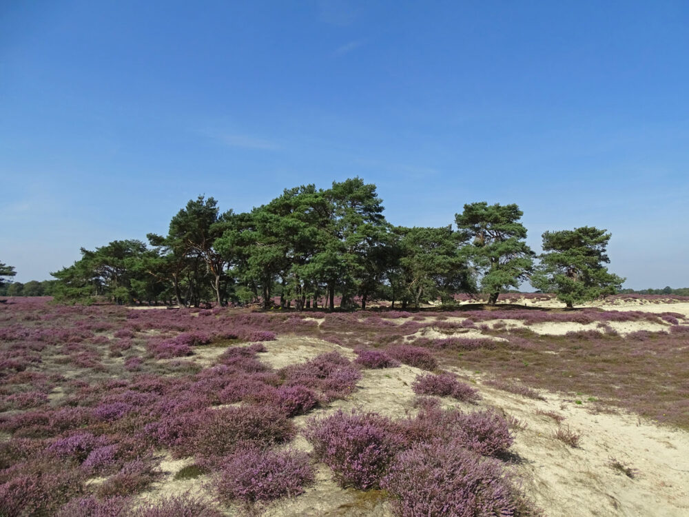 Balloërveld