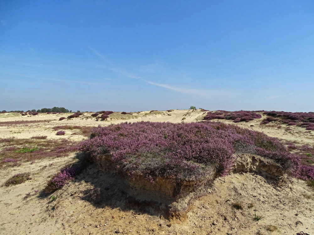 Balloërveld
