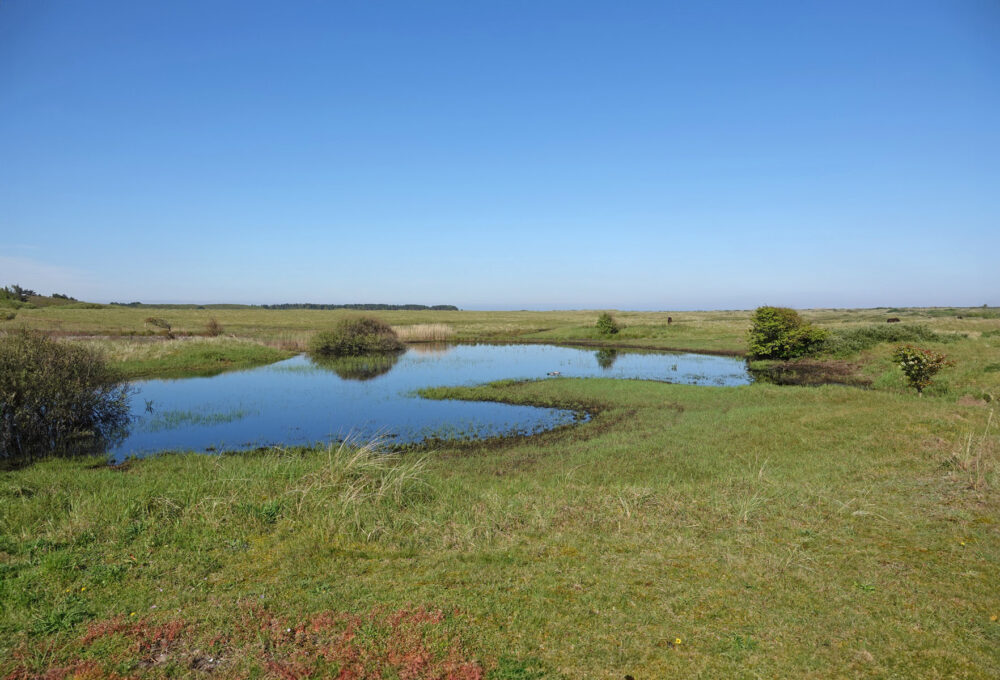 Ballumerduinen (Ameland)