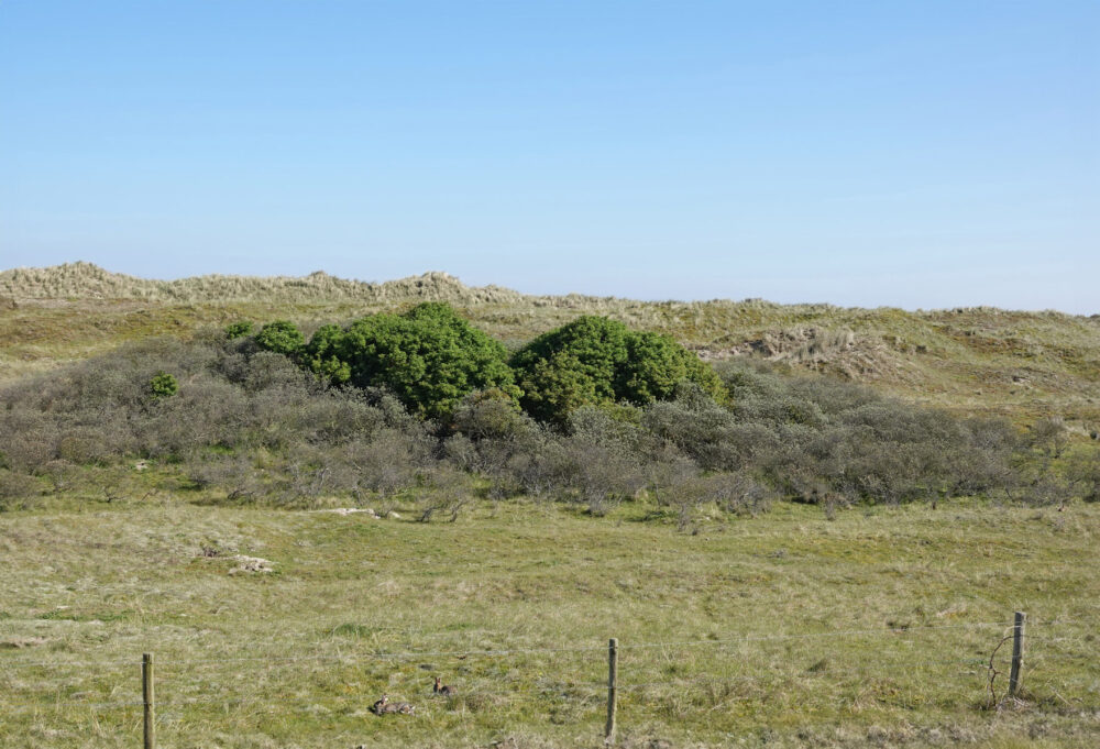 Ballumerduinen (Ameland)