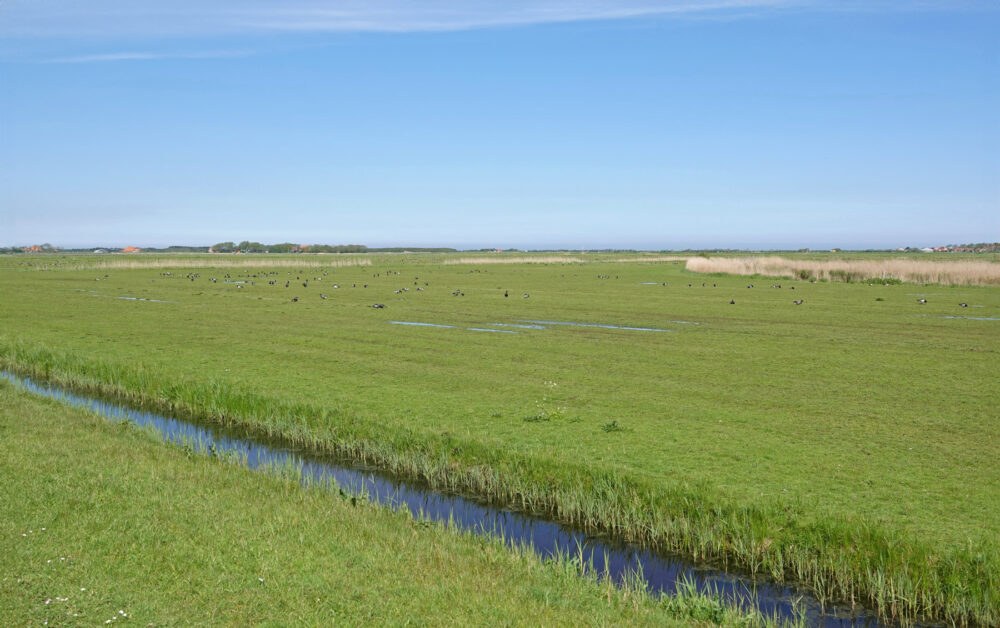 Ballumermieden (Ameland)