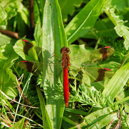 Bandheidelibel