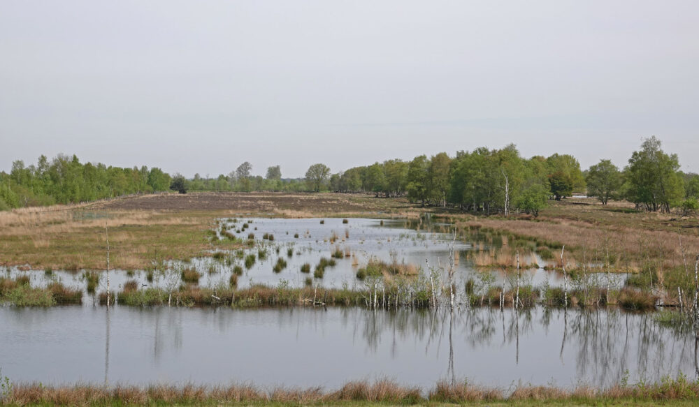 Bargerveen