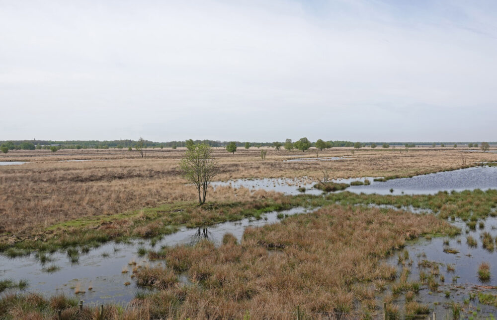 Bargerveen