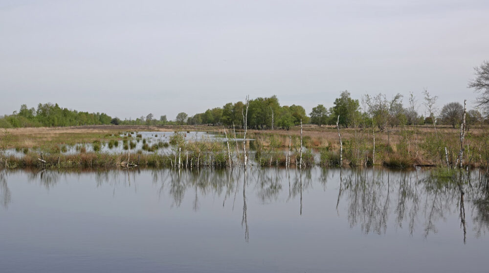 Bargerveen