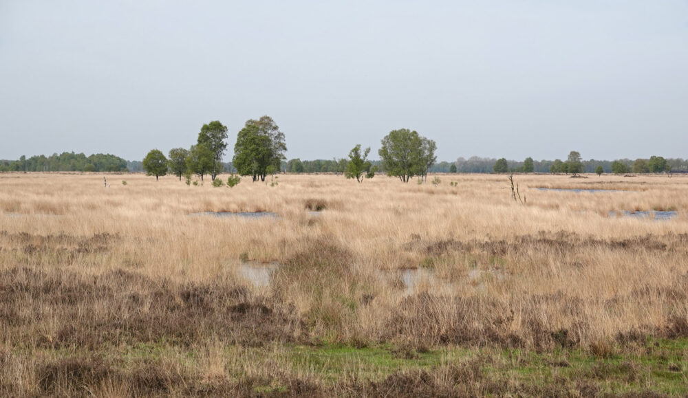 Bargerveen
