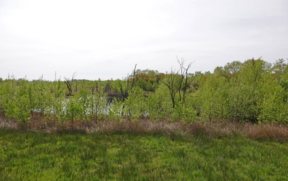 Bargerveen