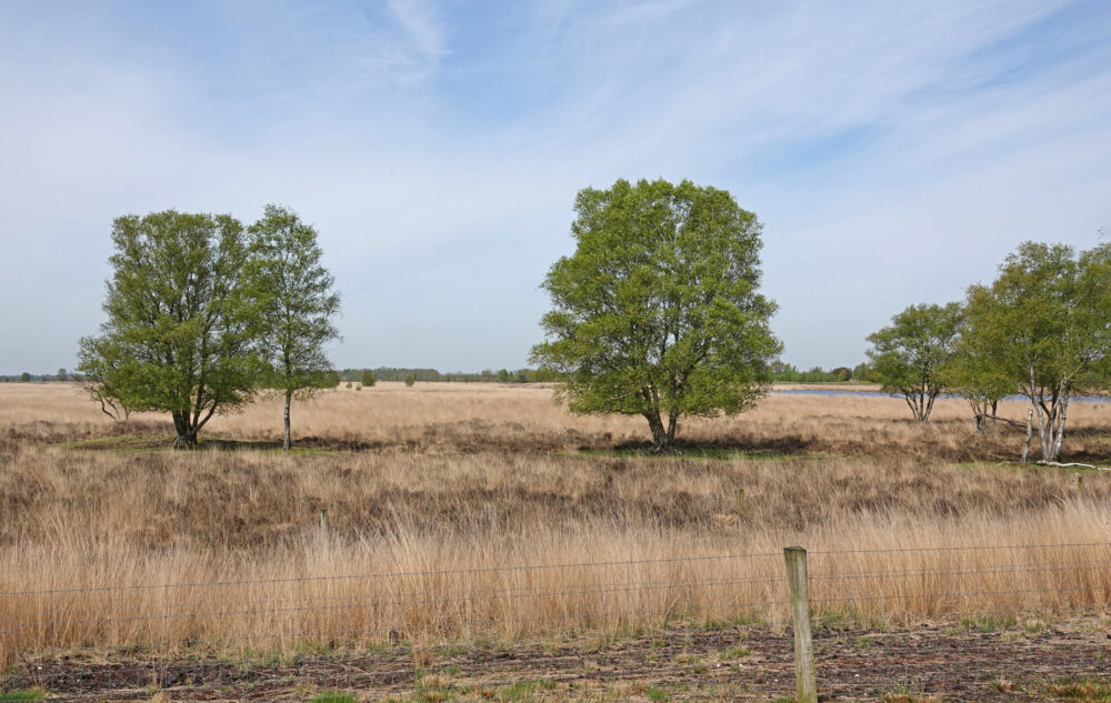 Bargerveen