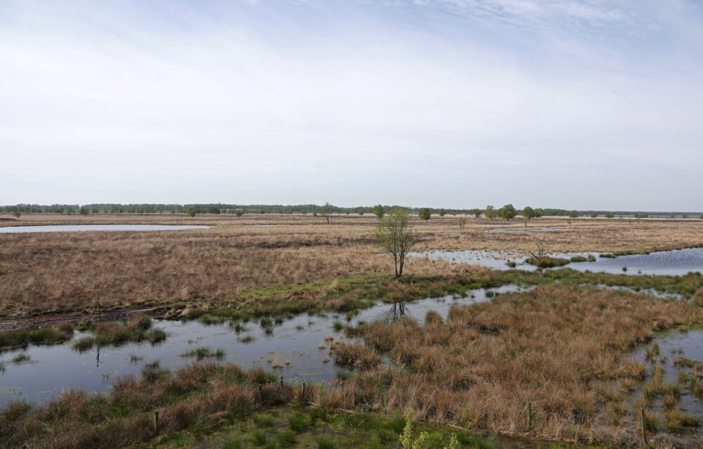 Bargerveen