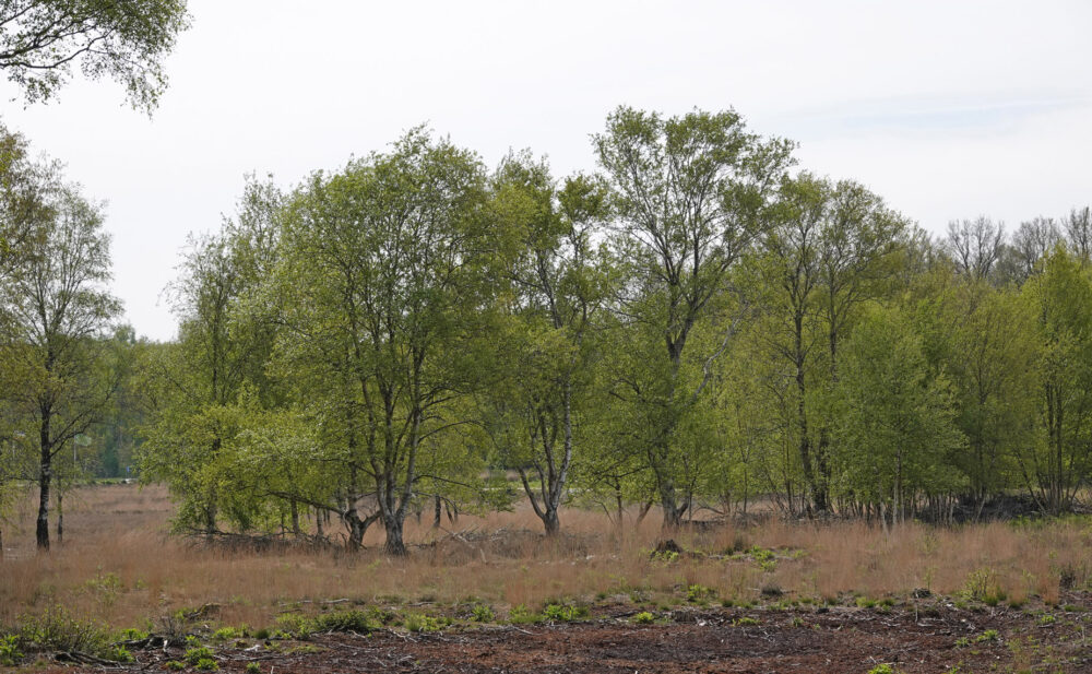 Bargerveen