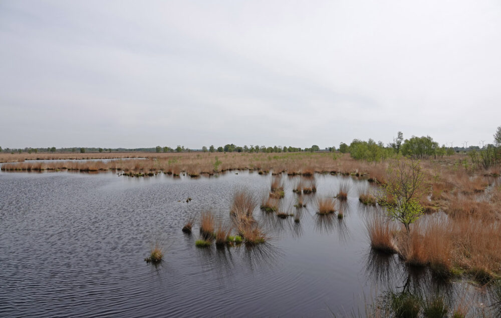 Bargerveen