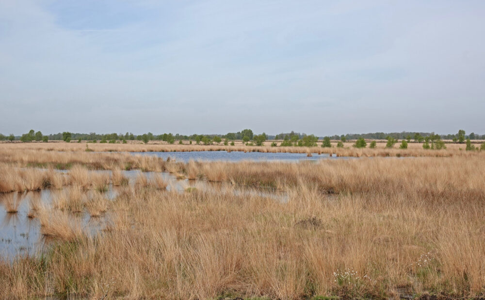 Bargerveen