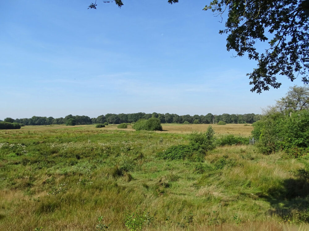 Beekdal Oudemolensche Diep (NP Drentsche Aa)