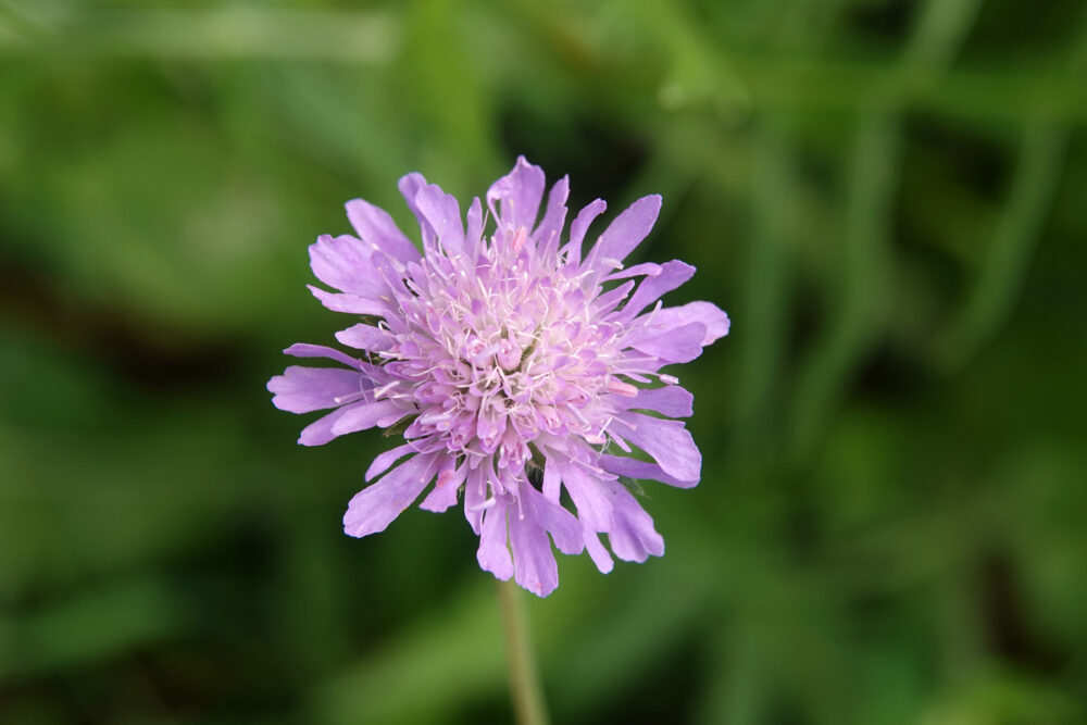Beemdkroon