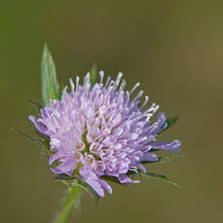 Beemdkroon