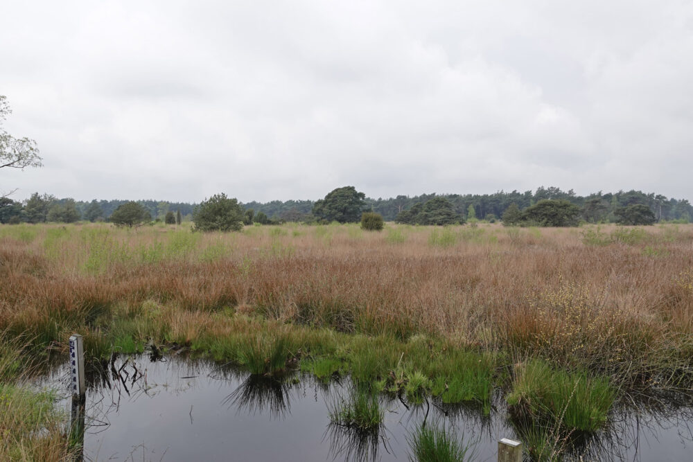 Beerzerveld