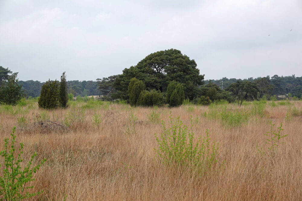 Beerzerveld