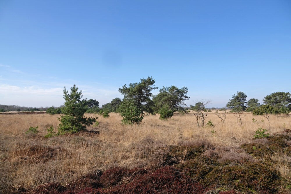 Benderse heide (Dwingelderveld)