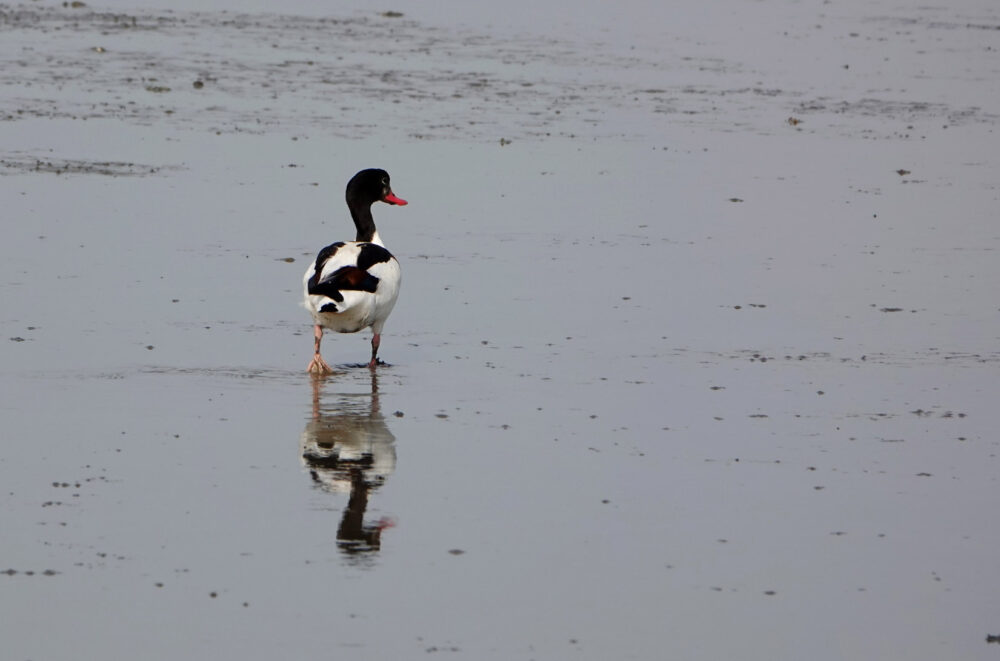 Bergeend op wad bij Rommelhoek