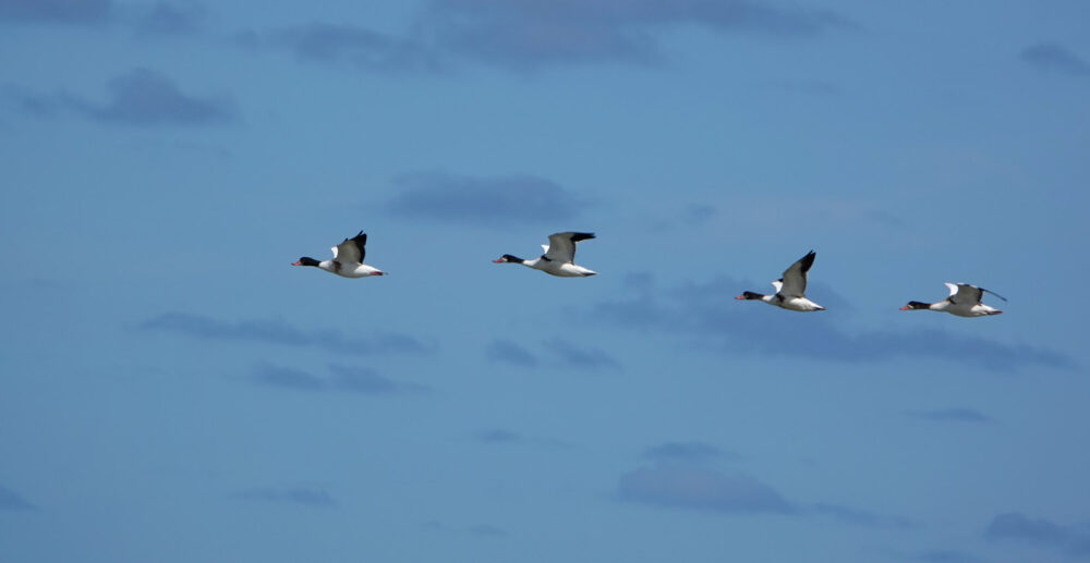 Bergeenden in de lucht boven het wad