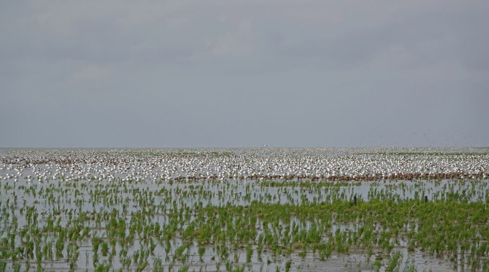 Bergeenden, (rosse) gruttoos en kokmeeuwen op het wad bij de Westhoek