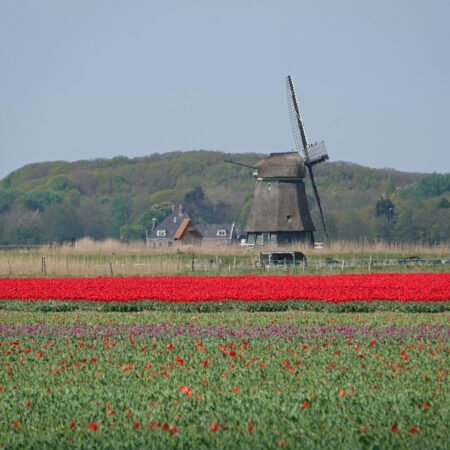 Bergermeerpolder in het voorjaar