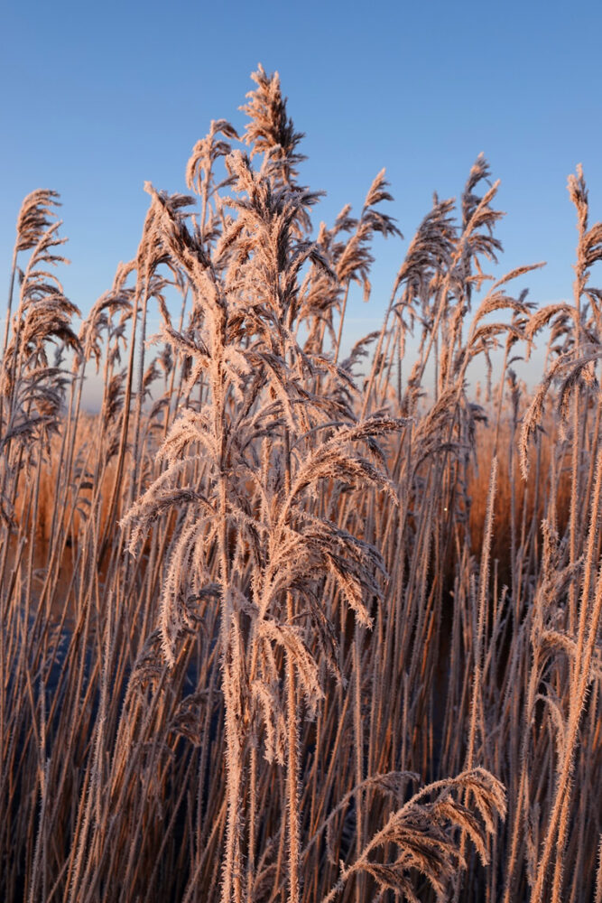 Berijpt riet in Matslootgebied Onlanden