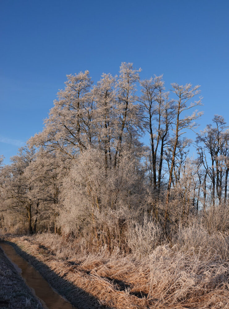 Berijpte bomen in de Broekenweering (Onlanden)