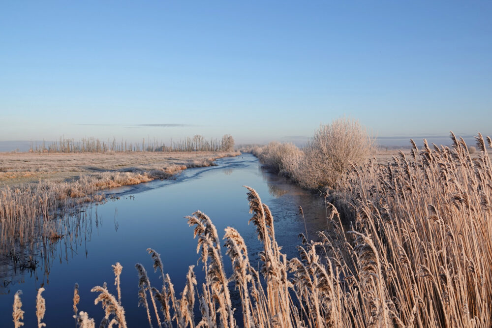 Berijpte rietlanden in de Broekenweering (Onlanden)