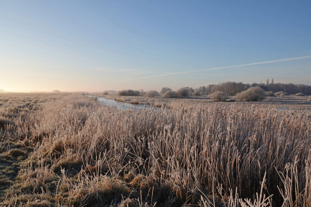 Berijpte rietlanden in de Weeringsbroeken (Onlanden)