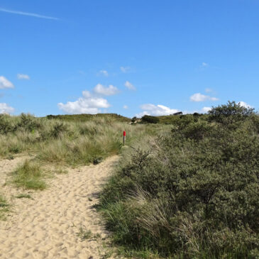 Berkheide (Hollands Duin)