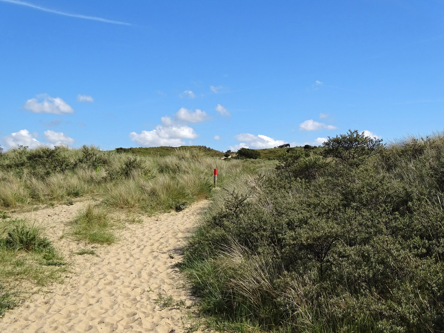 Berkheide (Hollands Duin)