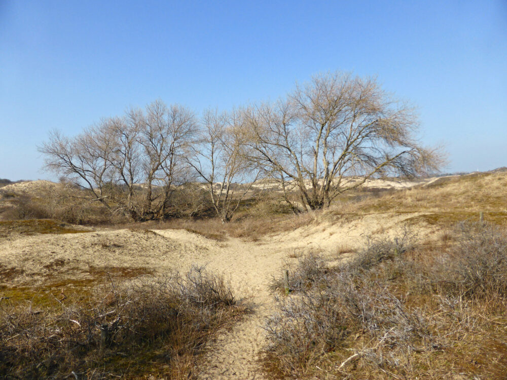 Berkheide