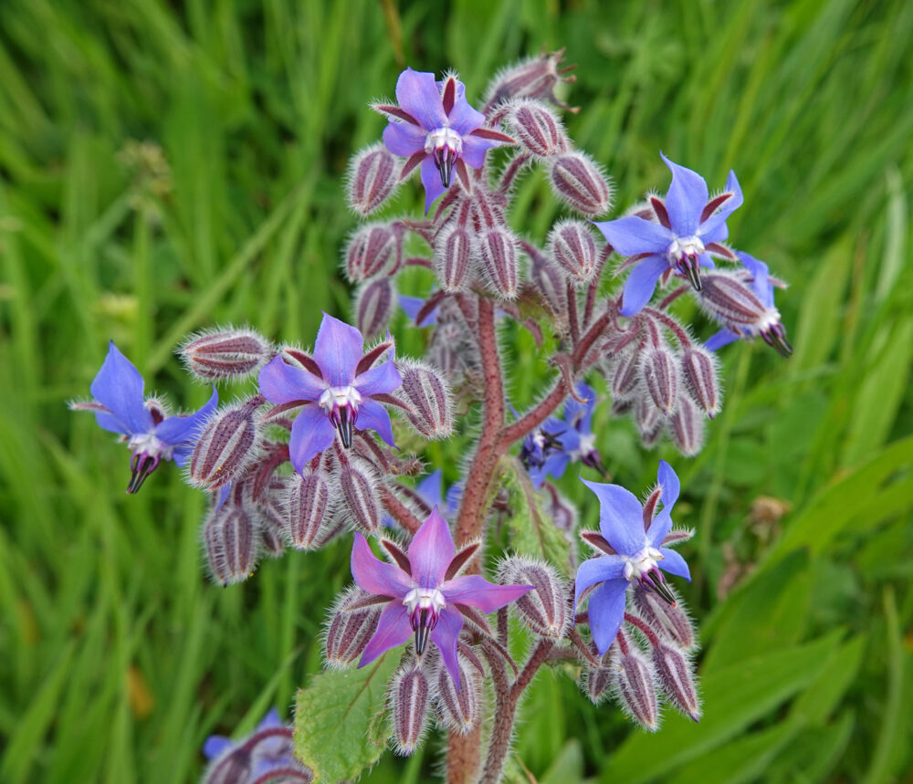 Bernagie