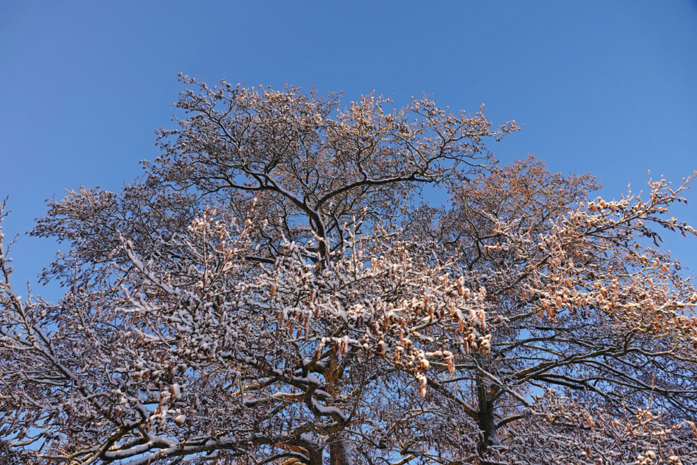 Besneeuwde elzen in de Broekenweering (Onlanden)