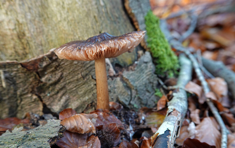 Beukwortelzwam