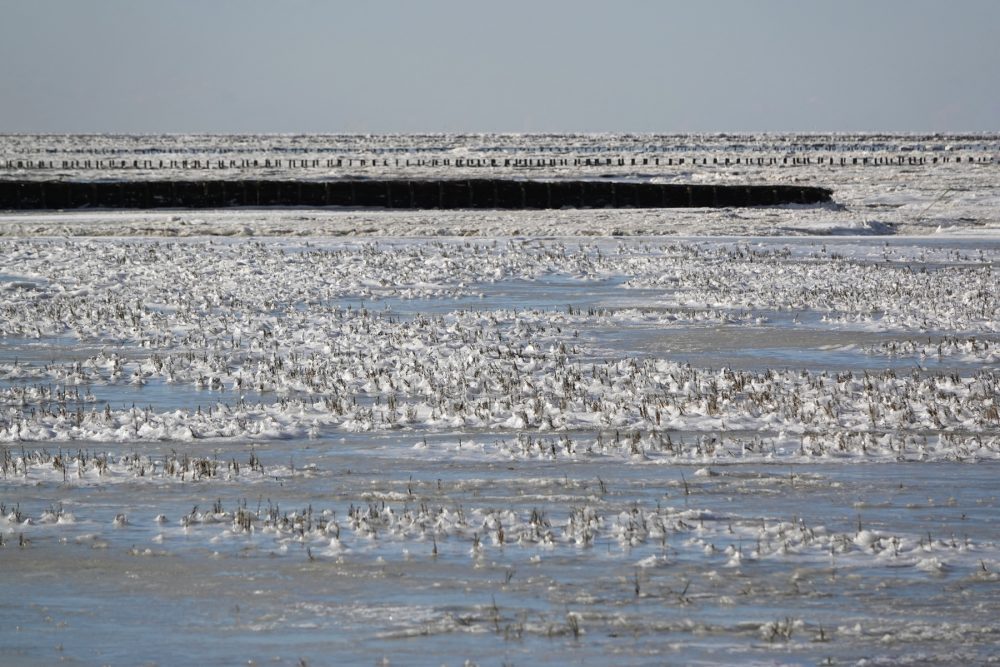Bevroren Waddenzee  (kwelders Noordpolder)