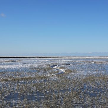 Bevroren Waddenzee (kwelders Noordpolder)